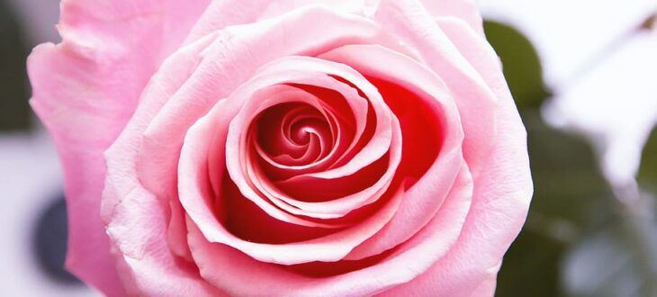 These are the best home fragrances to use in 2021!